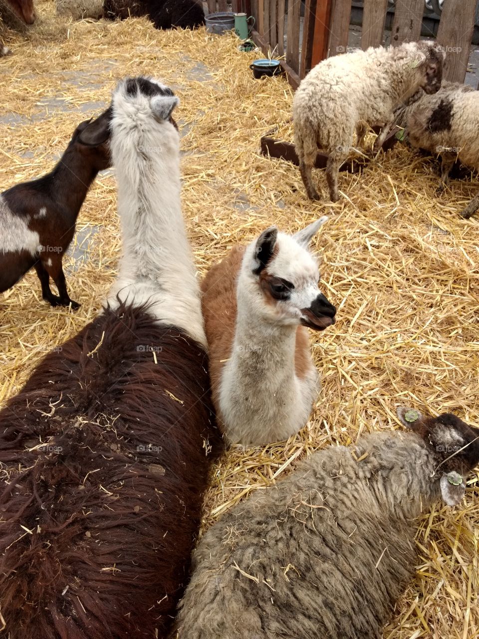 alpaca, goat and sheep in straw enjoying their day