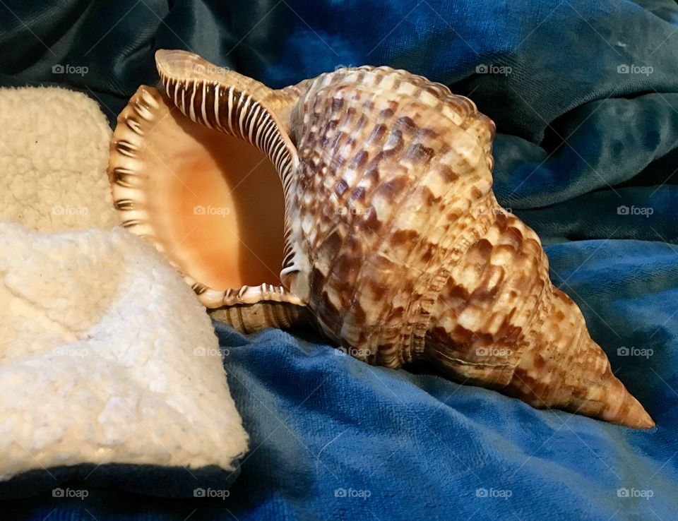 Conch4