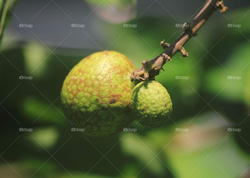 Fruit of longan adhering. Two fruit's looking for one individu in shape, the morpholog of there more than looking for fruit of Mangifera indica .