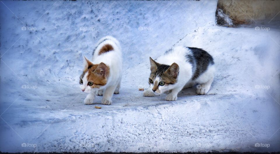 Santorini kittens