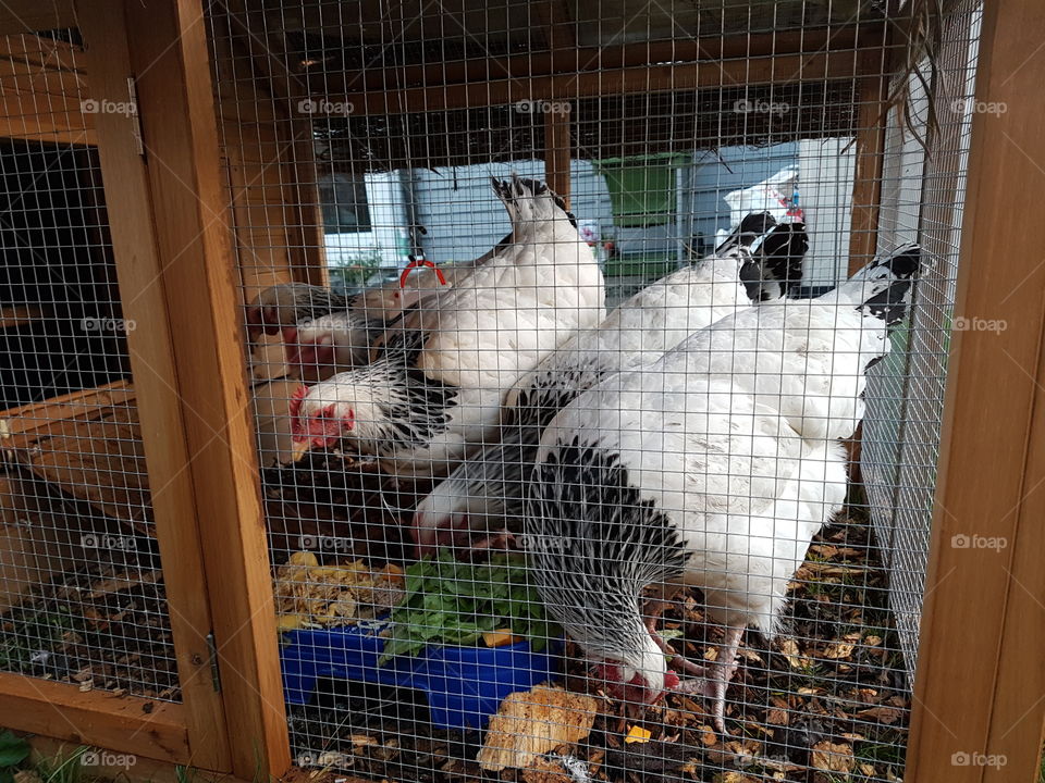 backyard chickens in coop