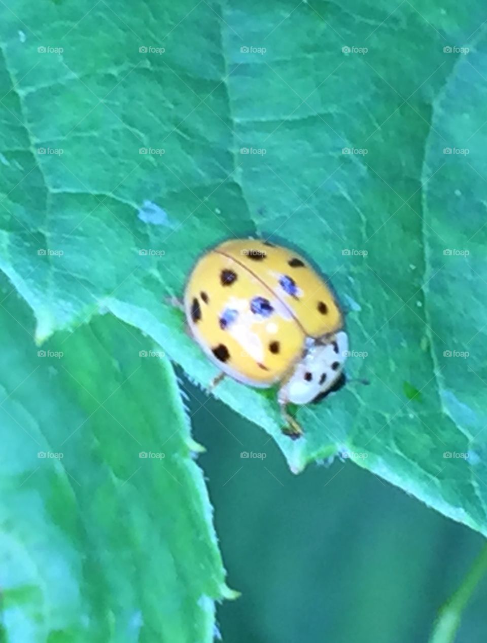Lady ladybug