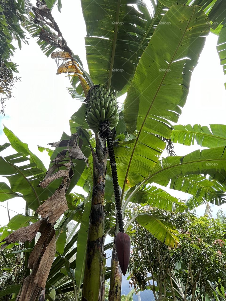 Bananas tree