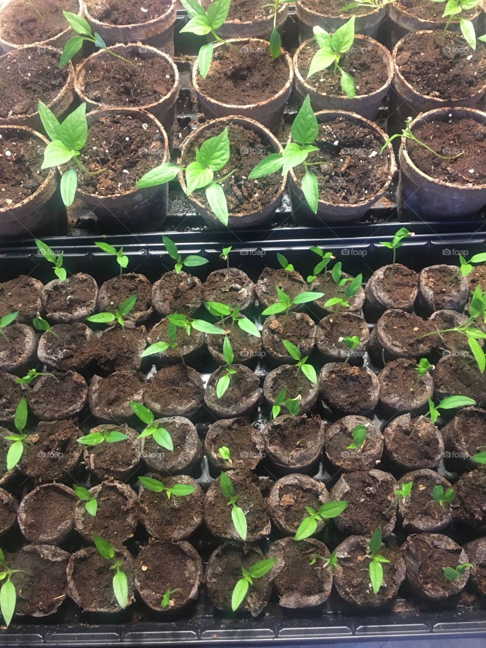 Pepper bedding plants 