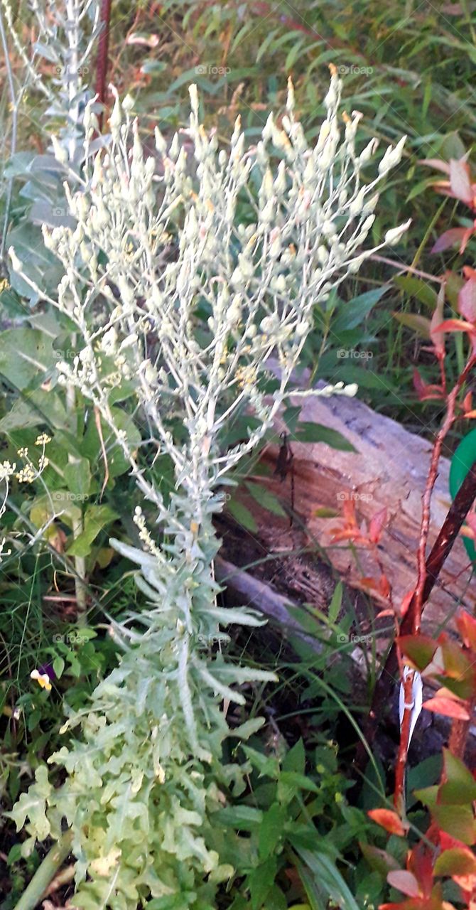 vertical blooming salad plant and autumn coloured leaves of blueberry