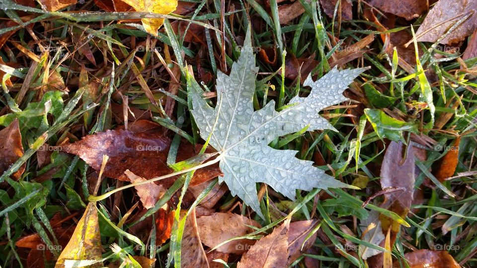 Another Autumn Find.  It's The Little Things....