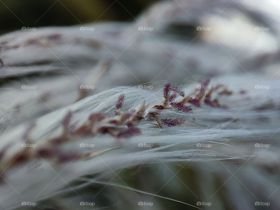 Saccharum spontaneum