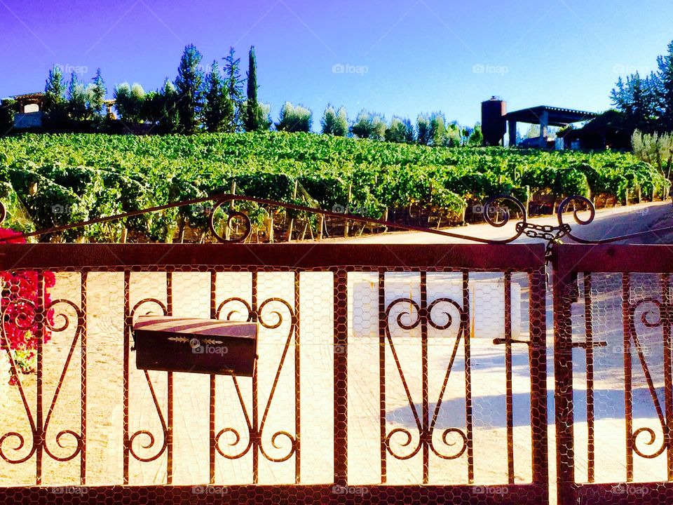 Vineyard valle de Guadalupe 