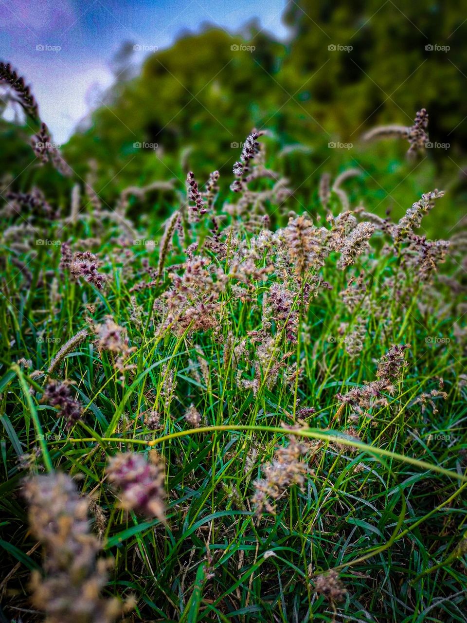 fodder love and natur lover