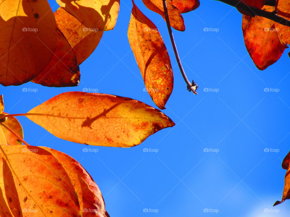 Close-up of autumn leaf