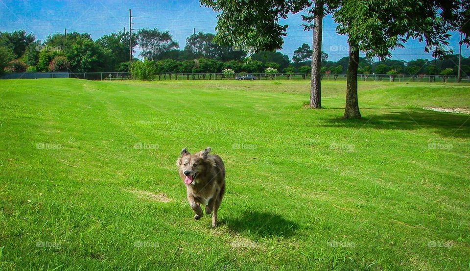 Running Dog