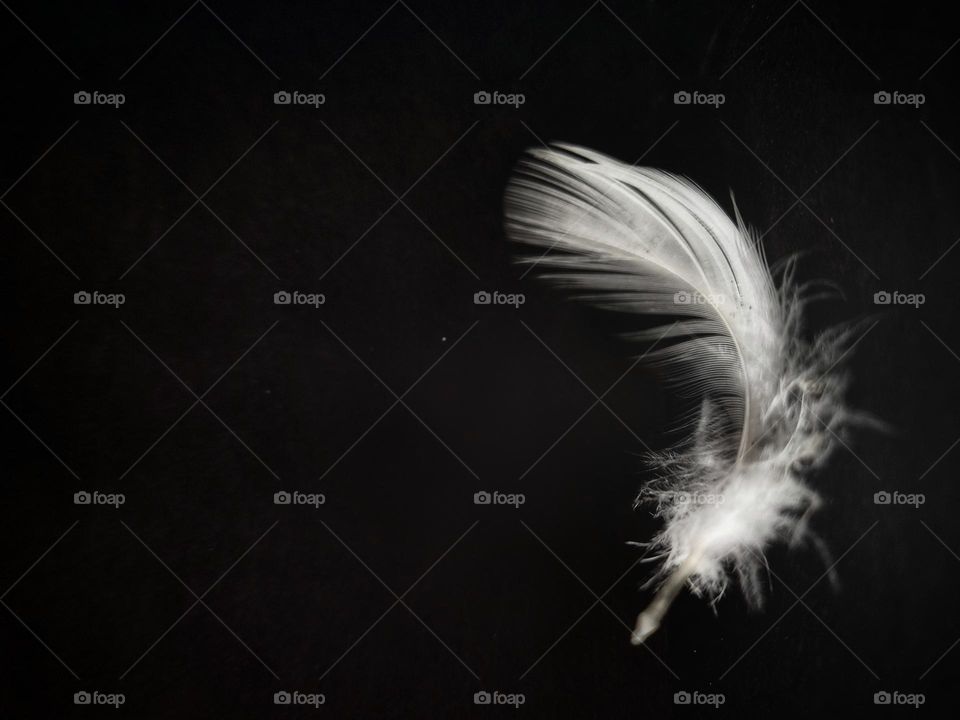 White feather on black background.