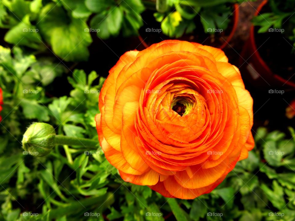 High angle view of a flower