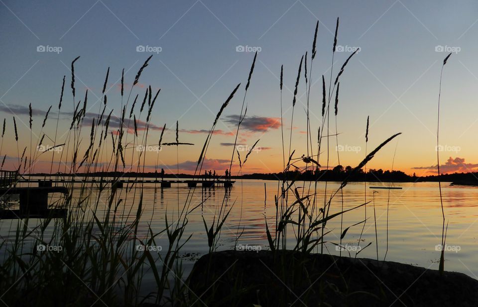 Grass reed in the sunset