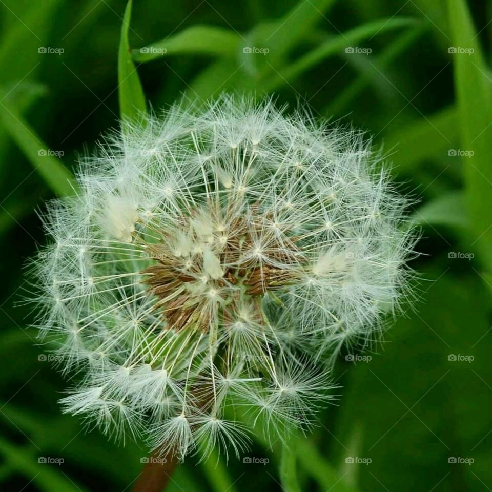 Dandelion clock