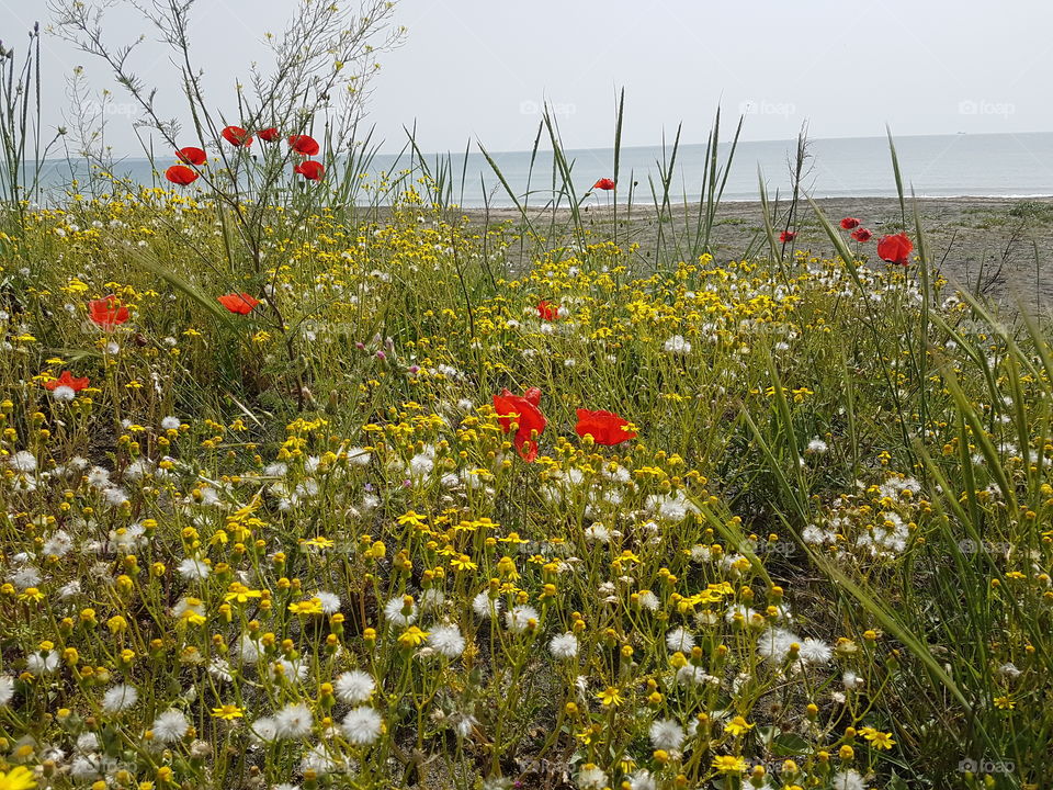 Poppy and dandelion field