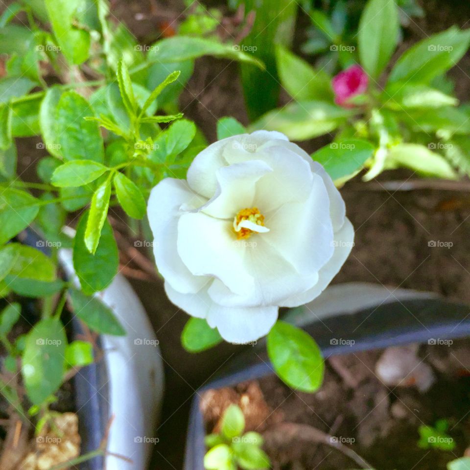 White beauty 