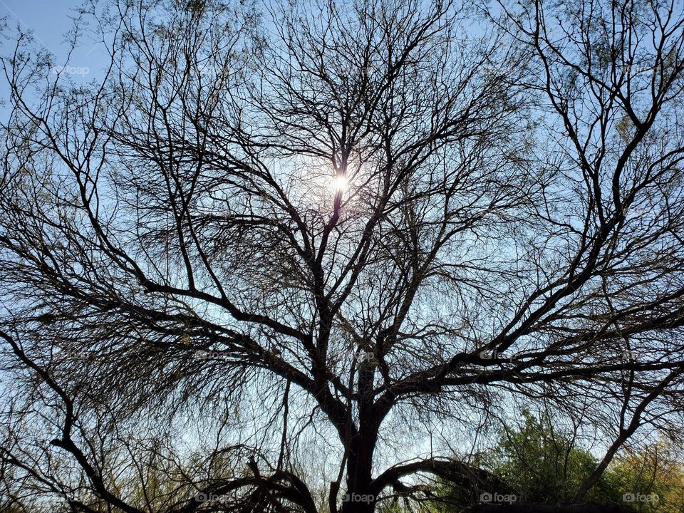 Tree Against a Winter Sun