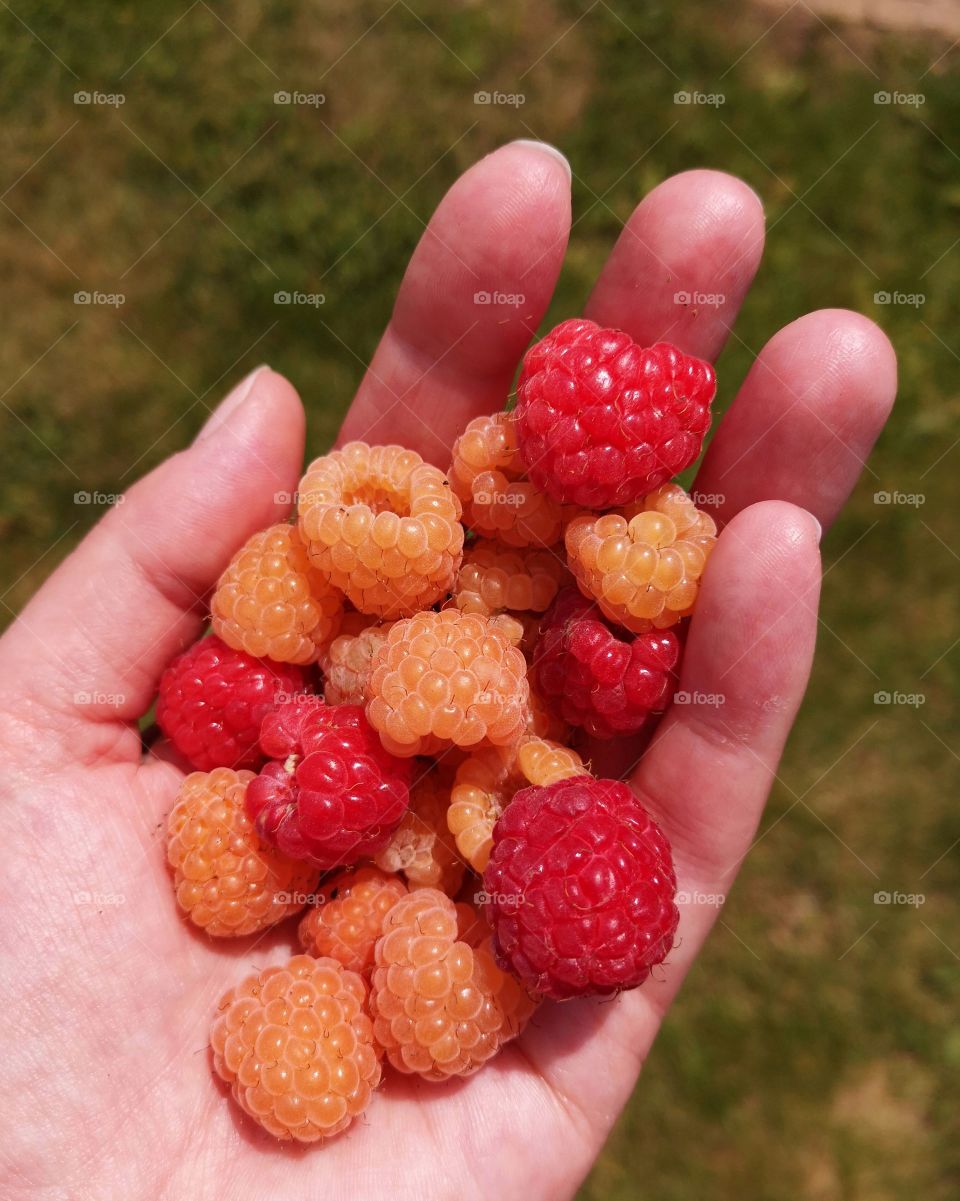 Homegrown raspberries