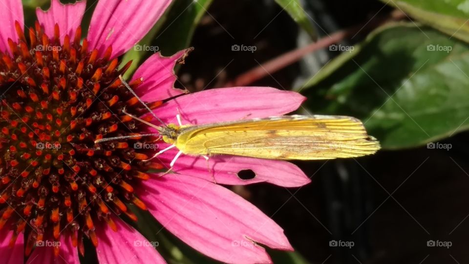 butterflies fly away