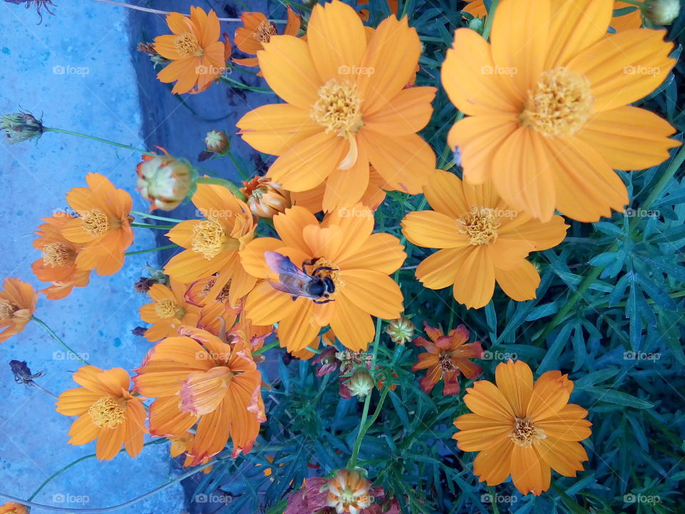 beautiful flowers in a garden