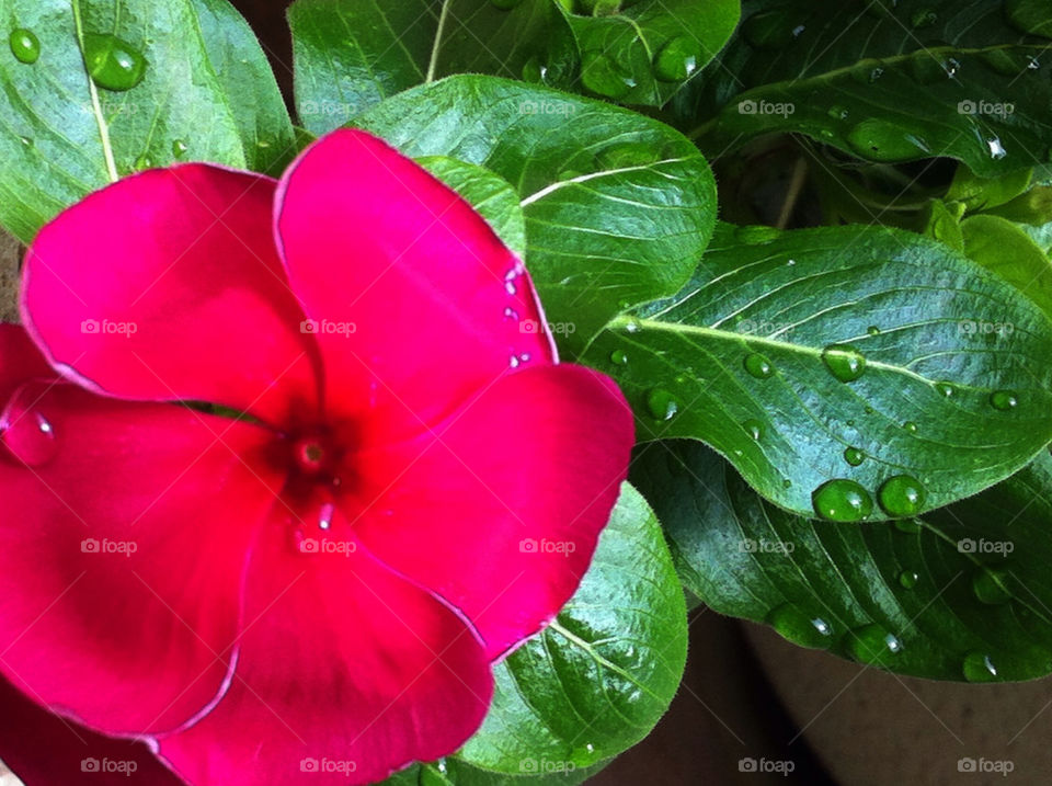 green garden pink flower by carinafox5