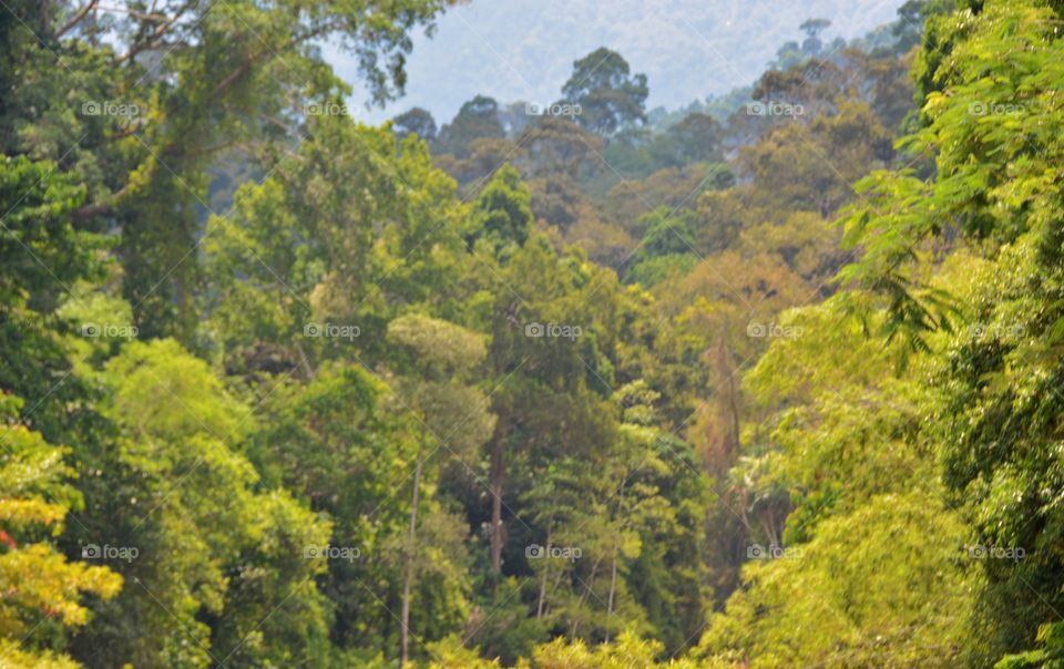 Background of lush tropical jungle