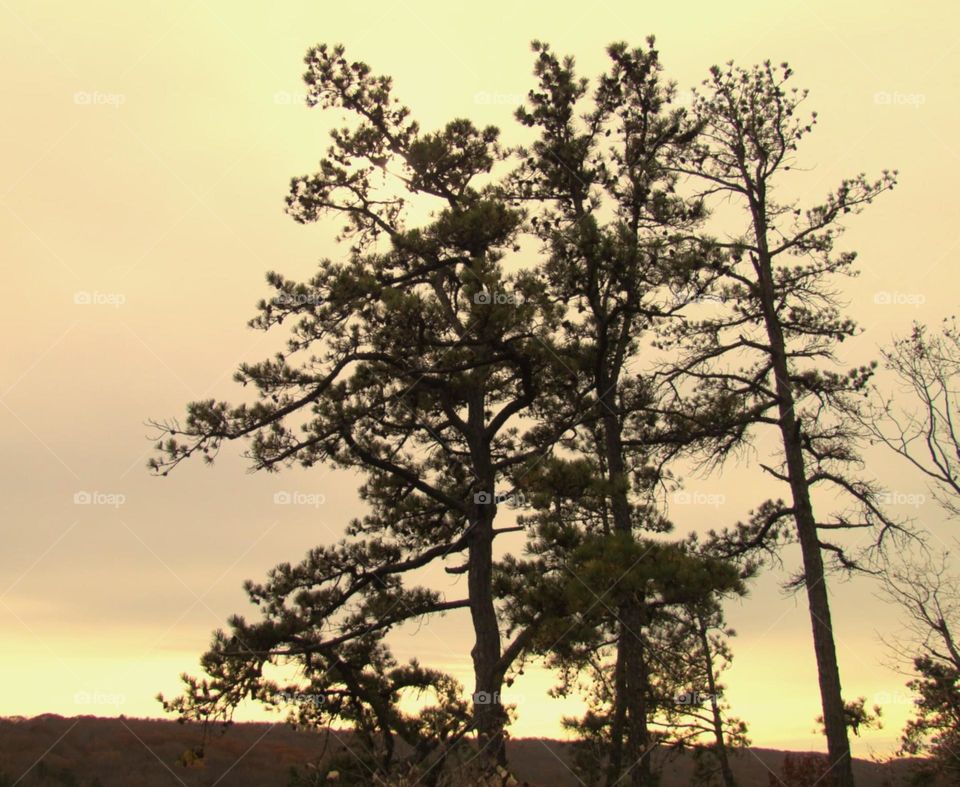 Simple tree sunset background 