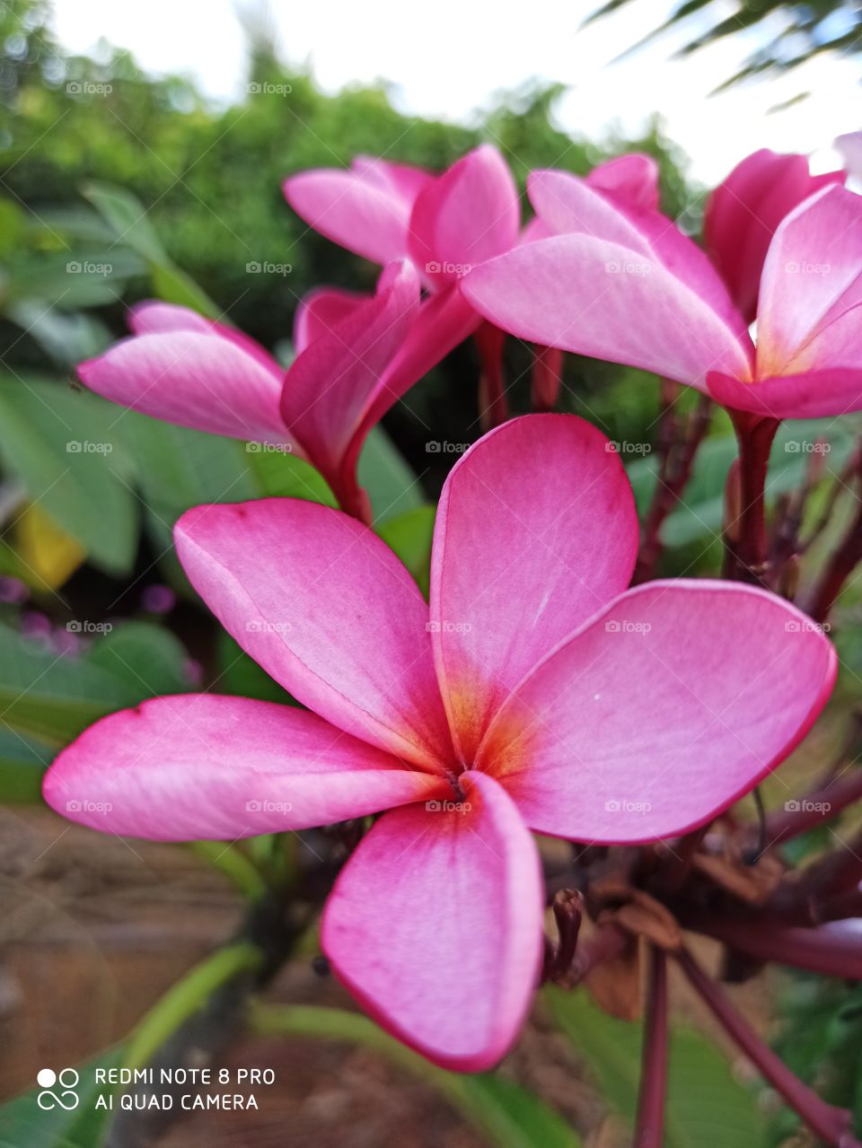 plumeria