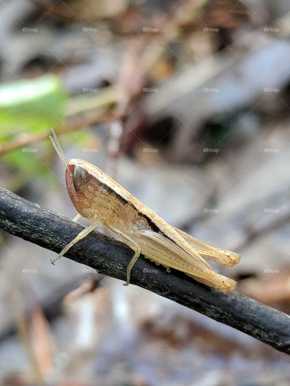 Grasshopper