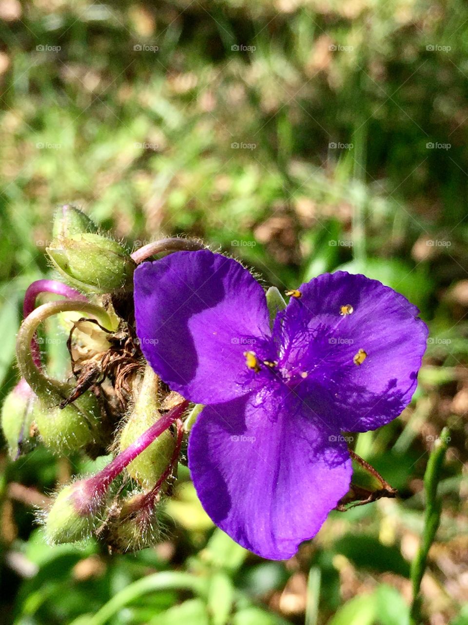 Purple wildflowers 
