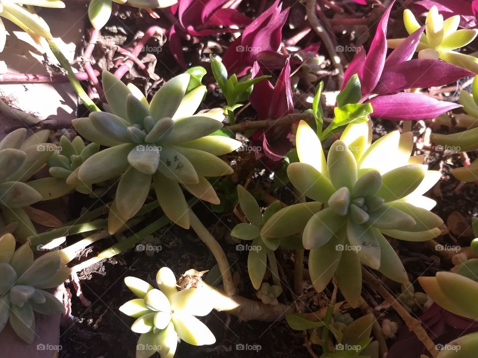 suculents