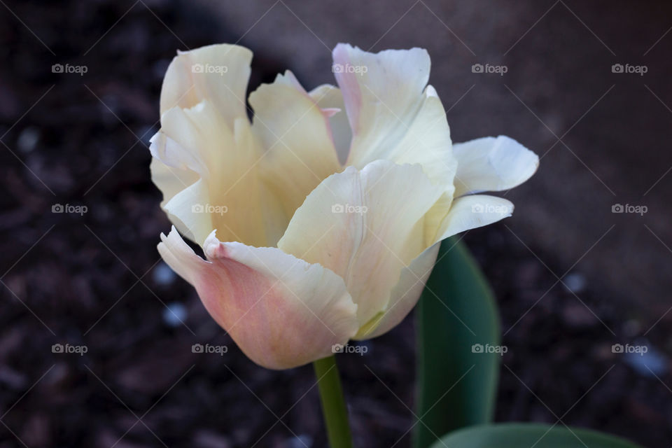 White tulip