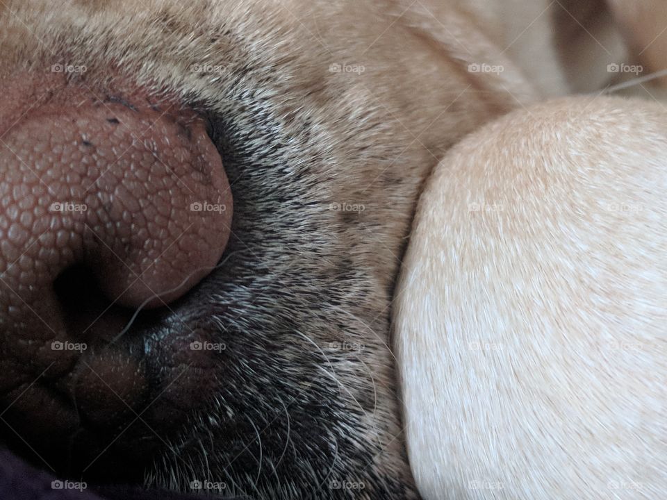 Dog Nose and Whiskers