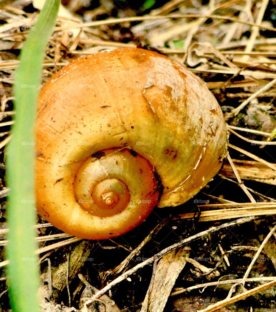 Snail shell