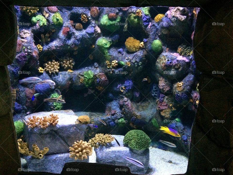 Aquarium 