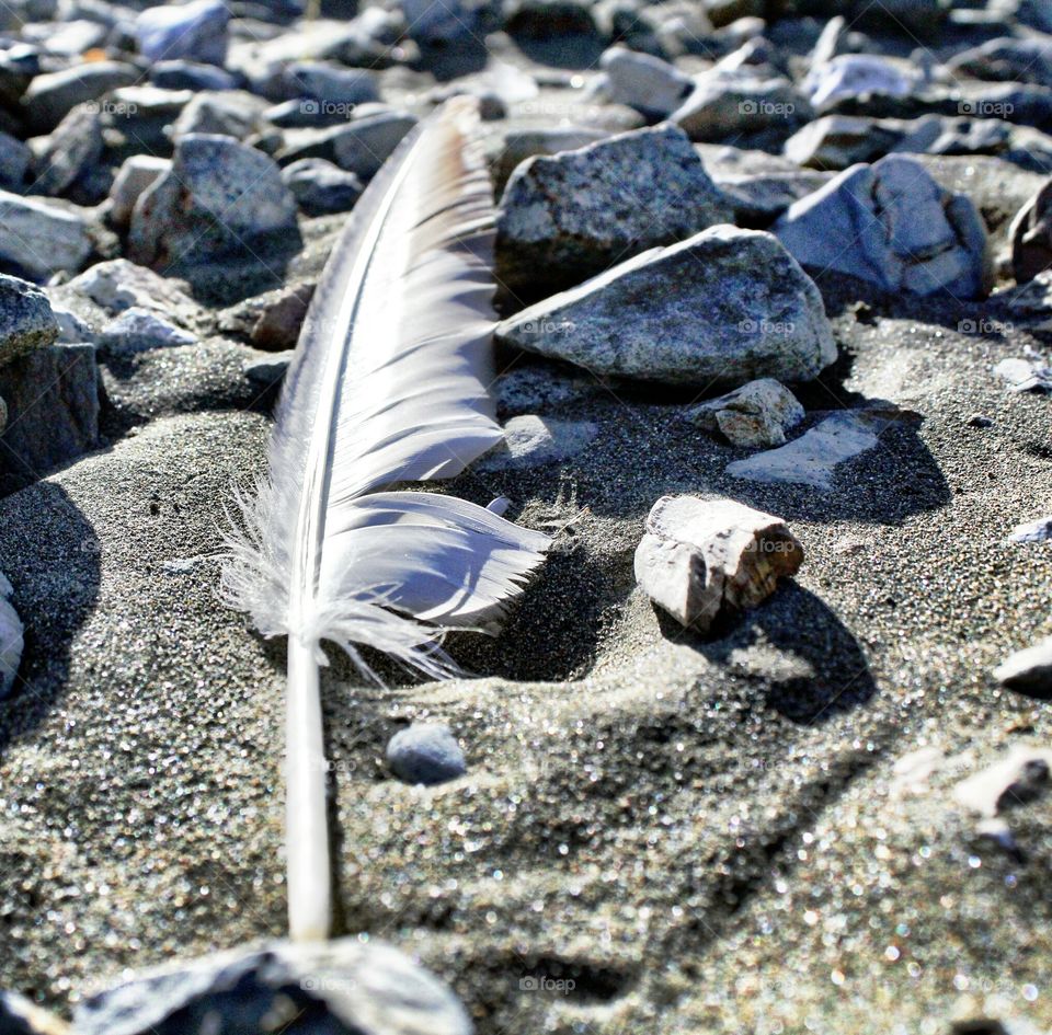 feather in the sand. Beach. rocks. feather.  sand.