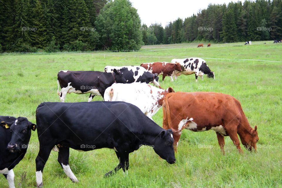 cows on pasture