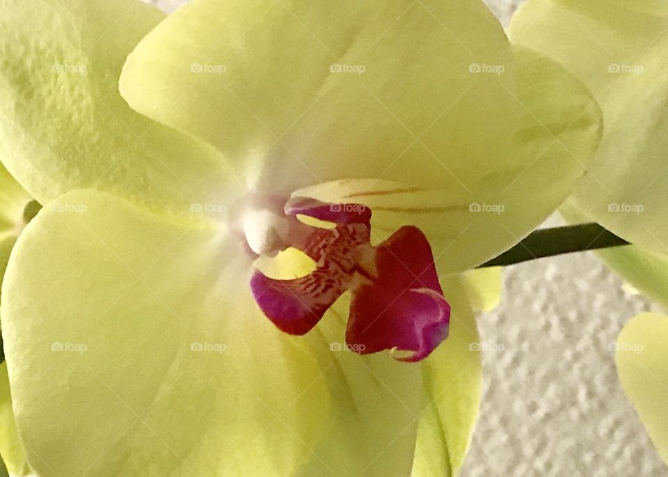 Orchid 