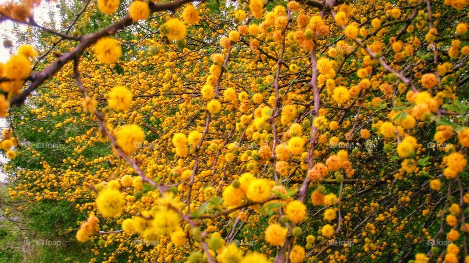 Goldenball leadtree.