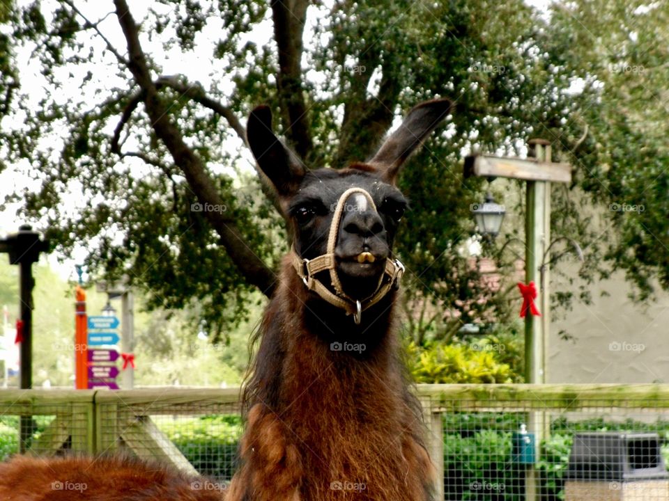 Llama 