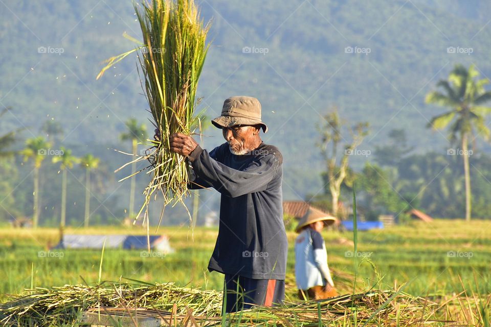 a farmer is harvesting rice in a rice field traditionally.  Tasikmalaya, West Java Indonesia.
