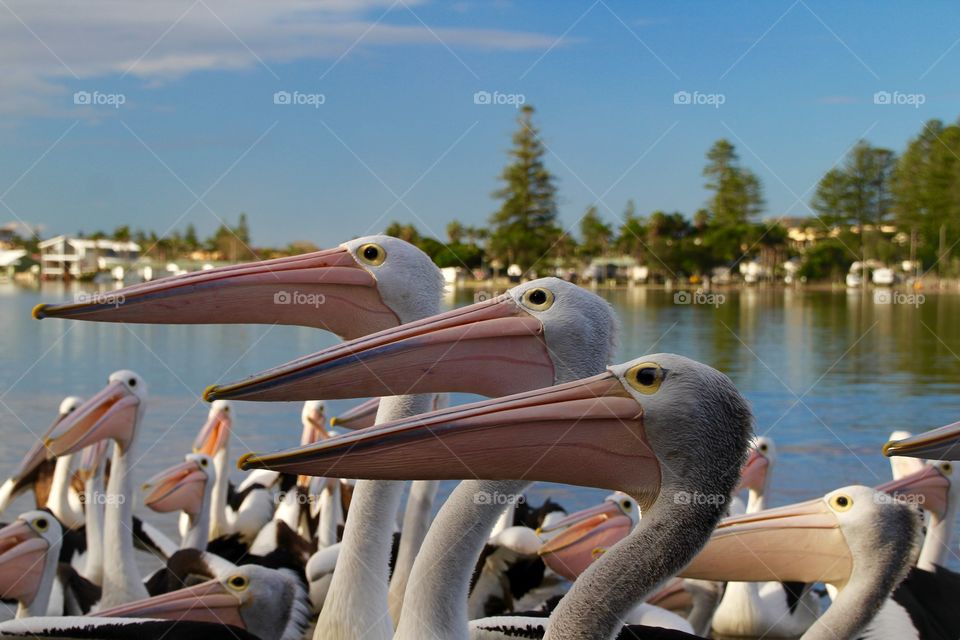 Group of pelicans sitting near lake