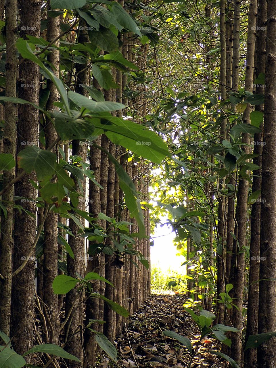 Trees in the middle of the forest