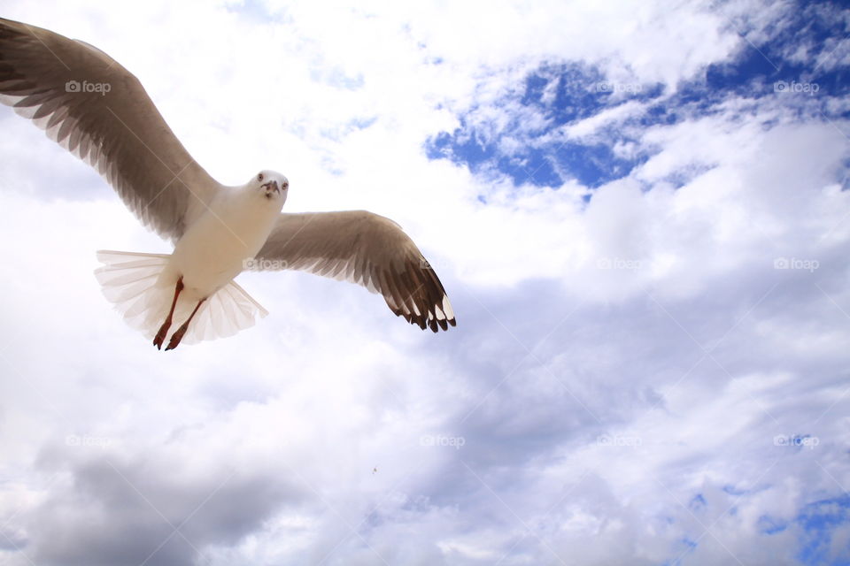 Low angle view of bird flying in sky