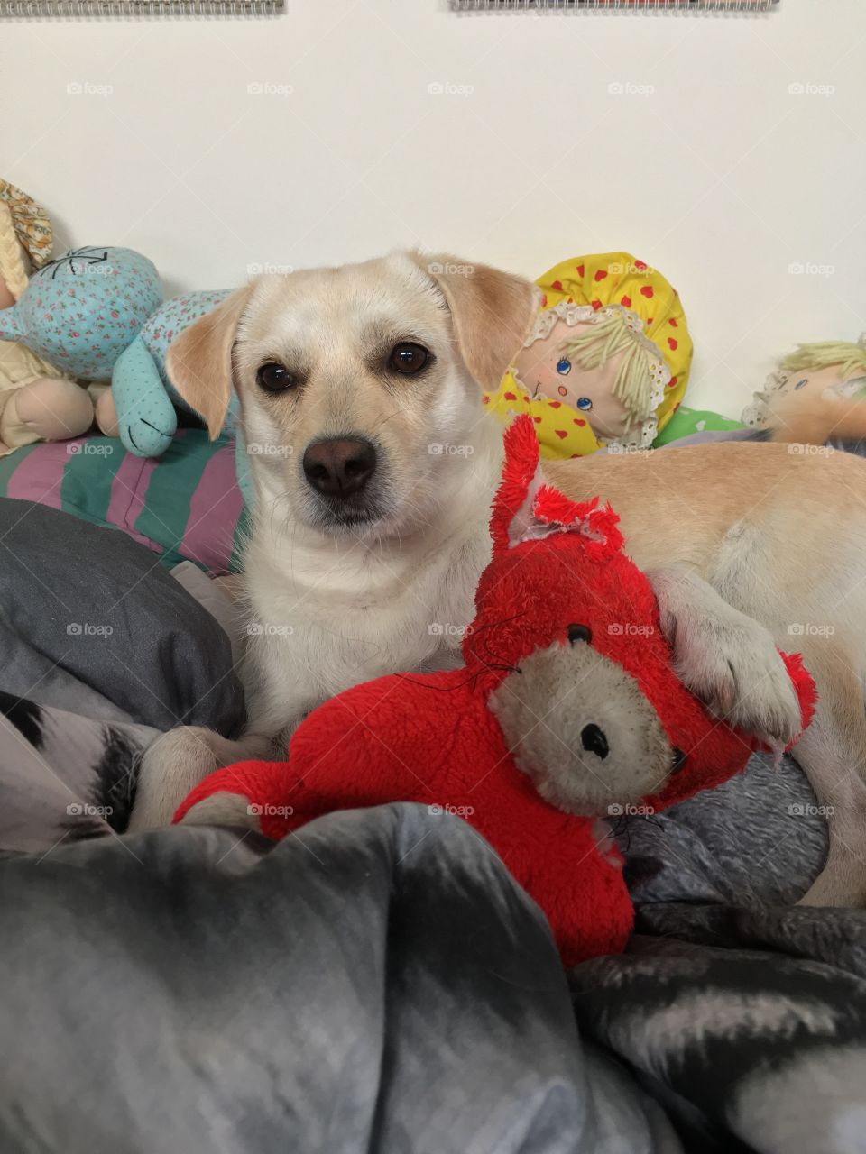 My dog Mickey with his Teddybear.