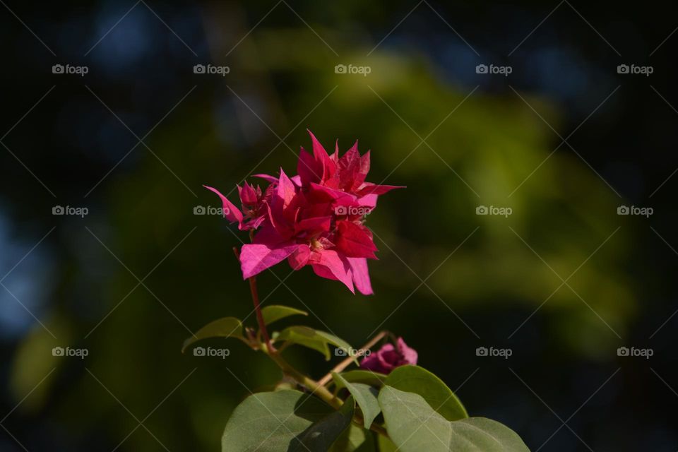 Pink Bougainvillea in the sun light