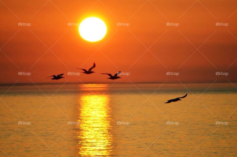 Sunset Gliders