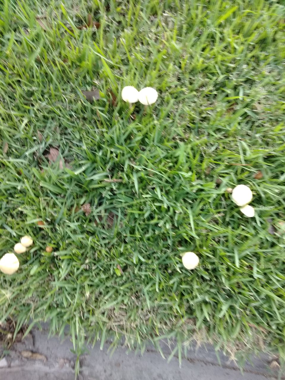 mushrooms