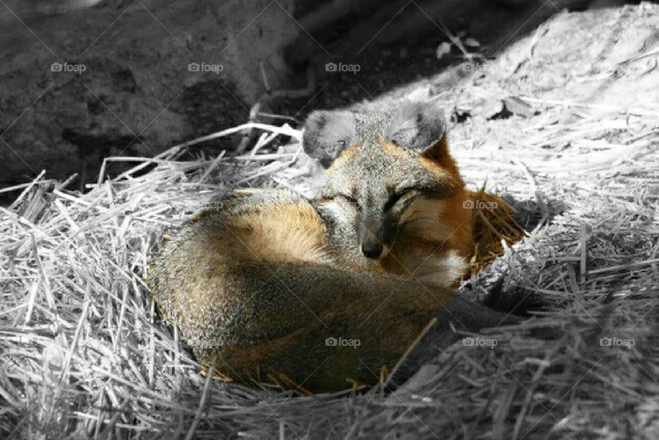 Fox - Splash of Color